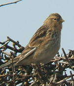 Sarı Gagalı Keten Kuşu