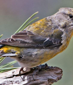 Bayağı Çaprazgaga