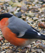 Bayağı Şakrak Kuşu