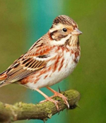 Ak Kaşlı Kiraz Kuşu