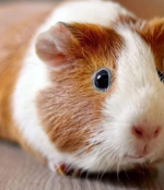 Guinea Pig