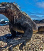 Deniz İguanası