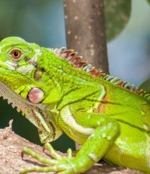 Yeşil İguana