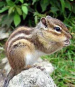 Çizgili Sincap