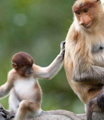Proboscis Maymunu