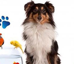 Pati Genel Fragmanı