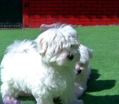 Pati 2. Bölüm Fragmanı