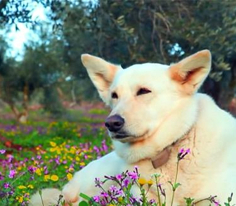 Pati 4. Bölüm Fragmanı