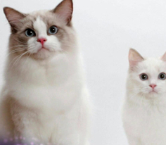 Pati 6. Bölüm Fragmanı