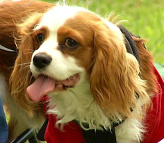 Pati 10. Bölüm Fragmanı