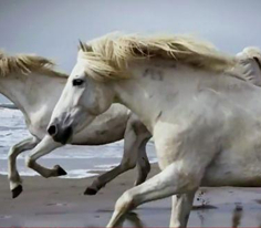 Türk tarihini değiştiren renklerin sırrı