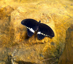 Kelebeklerin Renkli Dünyası