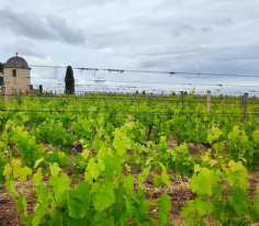 St. Emilion Şarap ve Üzüm Bağları