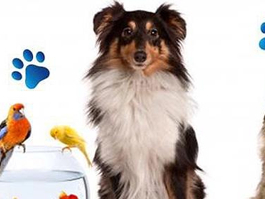 Pati Genel Fragmanı