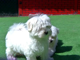 Pati 2. Bölüm Fragmanı