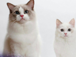 Pati 6. Bölüm Fragmanı