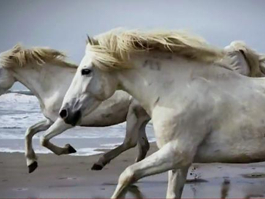 Türk tarihini değiştiren renklerin sırrı