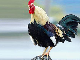 En Uzun Öten Horoz Yarışması