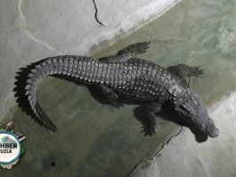 Rehber, Timsah Park'ta