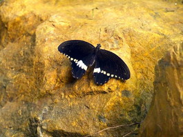 Kelebeklerin Renkli Dünyası