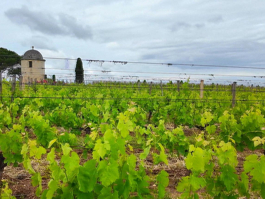 St. Emilion Şarap ve Üzüm Bağları
