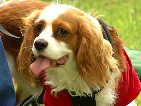 Pati 10. Bölüm Fragmanı