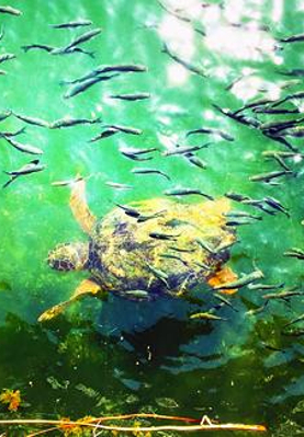 Bizim Ora: Kalkan - Kaş