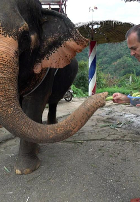 Ayhan Sicimoğlu ile Renkler |  Phuket Adası