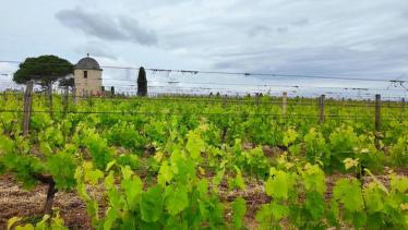 St. Emilion Şarap ve Üzüm Bağları