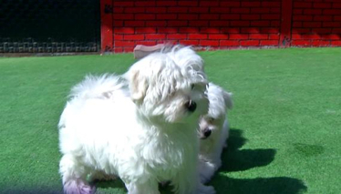 Pati 2. Bölüm Fragmanı