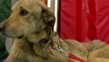 Pati 3. Bölüm Fragmanı