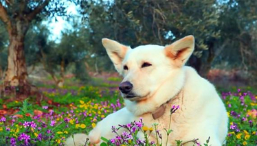 Pati 4. Bölüm Fragmanı