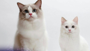 Pati 6. Bölüm Fragmanı