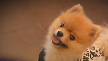 Pati 9. Bölüm Fragmanı