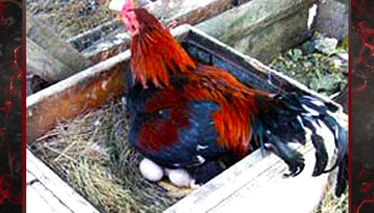 Yumurtlayan horozun yumurtasından ne çıktı?