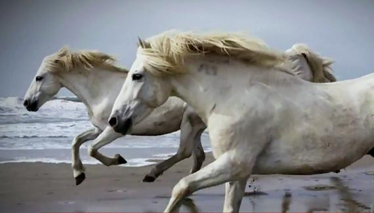 Türk tarihini değiştiren renklerin sırrı