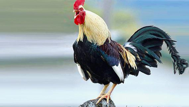 En Uzun Öten Horoz Yarışması