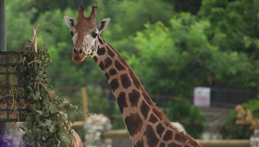 Rehber 6. Bölüm Fragmanı