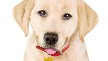 MARLEY VE BEN: GENÇLİK YILLARI - Fragman