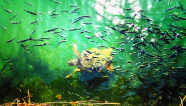 Bizim Ora: Kalkan - Kaş