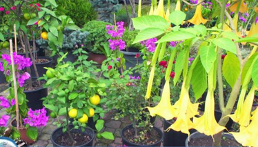 Maşukiye'de çiçeklerin içine yolculuk!