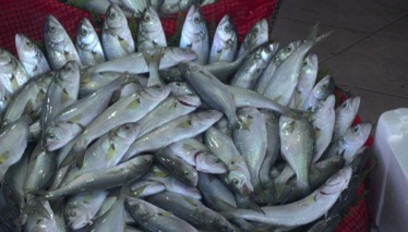 Balık derin dondurucuya girer mi?