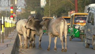 "Hindistan'da ineklere tapmıyorlar"