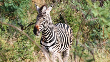 Güney Afrika Johannesburg Fragman