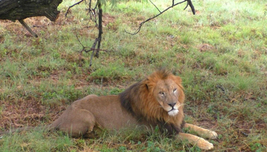 Aslan turuna hazır mısınız?