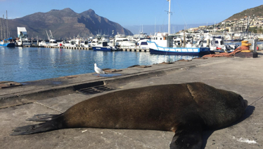 GÜNEY AFRİKA - Cape Town Foto Galeri 