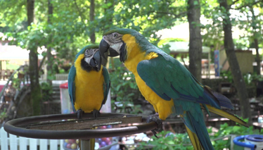 Rehber 74. Bölüm Fragmanı