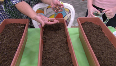 Mevsimsel Yerli Tohum Ekimi 