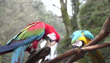 Rehber 95. Bölüm Fragmanı 