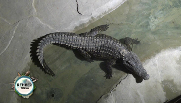 Rehber, Timsah Park'ta